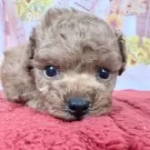 ティーカッププードル