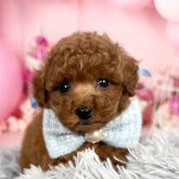 トイプードル(タイニー)