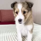 シェットランドシープドッグ【愛知県・女の子・2024年10月29日・セーブル&ホワイト】の写真1