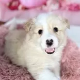 ボーダーコリー