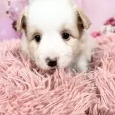 ボーダーコリー【愛知県・女の子・2025年10月8日・レッド&ホワイト♡】の写真1