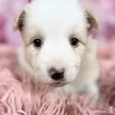 ボーダーコリー【愛知県・女の子・2025年10月8日・レッド&ホワイト♡】の写真5