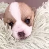 ウェルシュ・コーギー・ペンブローク【愛知県・女の子・2025年1月11日・レッド&ホワイト】の写真2