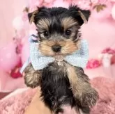 ヨークシャーテリア【愛知県・男の子・2025年10月7日・スチール、ブルー&タン♡】の写真5