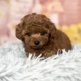 ティーカッププードル【愛知県・男の子・2025年9月12日・レッド】の写真3