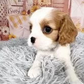 キャバリア【愛知県・男の子・2025年9月12日・ブレンハイム♡】の写真4