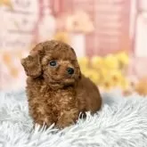 ティーカッププードル【愛知県・男の子・2025年9月12日・レッド】の写真4