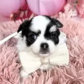 チワワ(ロング)【愛知県・女の子・2025年9月30日・ホワイト&ブラック、タン♡】の写真6