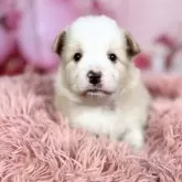 ボーダーコリー【愛知県・女の子・2025年10月8日・レッド&ホワイト♡】の写真6