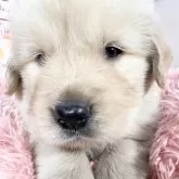 ゴールデンレトリバー【愛知県・男の子・2025年9月9日・ゴールデン♡】の写真6