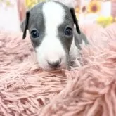 イタリアングレーハウンド【愛知県・女の子・2025年9月7日・ブルー&ホワイト♡】の写真7