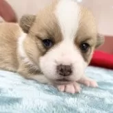 ウェルシュ・コーギー・ペンブローク【愛知県・女の子・2025年1月11日・レッド&ホワイト】の写真5