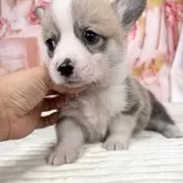 ウェルシュ・コーギー・ペンブローク【愛知県・女の子・2025年5月13日・レッド&ホワイト♡】の写真8