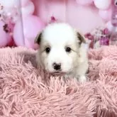 ボーダーコリー【愛知県・女の子・2025年10月8日・レッド&ホワイト♡】の写真7