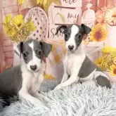 イタリアングレーハウンド【愛知県・女の子・2025年9月7日・ブルー&ホワイト♡】の写真2