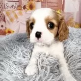 キャバリア【愛知県・男の子・2025年9月12日・ブレンハイム♡】の写真6