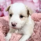 ボーダーコリー【愛知県・女の子・2025年10月8日・レッド&ホワイト♡】の写真8