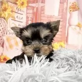 ヨークシャーテリア【愛知県・男の子・2025年9月17日・スチール、ブルー&タン】の写真6