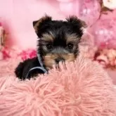 ヨークシャーテリア【愛知県・男の子・2025年10月7日・スチール、ブルー&タン♡】の写真4