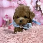 ティーカッププードル【愛知県・男の子・2025年9月27日・レッド♡】の写真7