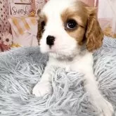 キャバリア【愛知県・男の子・2025年9月12日・ブレンハイム♡】の写真7