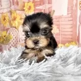 ヨークシャーテリア【愛知県・女の子・2025年9月17日・スチール、ブルー&タン♡】の写真11