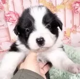 ボーダーコリー【愛知県・女の子・2025年11月11日・ブラック&ホワイト♡】の写真8