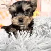 ヨークシャーテリア【愛知県・男の子・2025年9月17日・スチール、ブルー&タン】の写真9