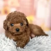 ティーカッププードル【愛知県・男の子・2025年9月12日・レッド】の写真9