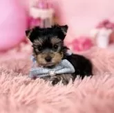 ヨークシャーテリア【愛知県・男の子・2025年10月7日・スチール、ブルー&タン♡】の写真9