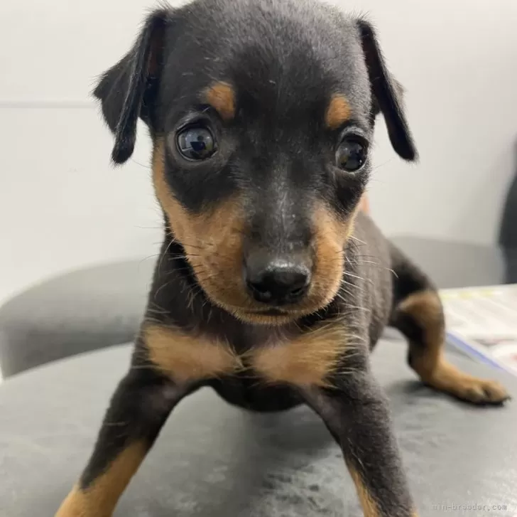 ID:2406-03896の子犬