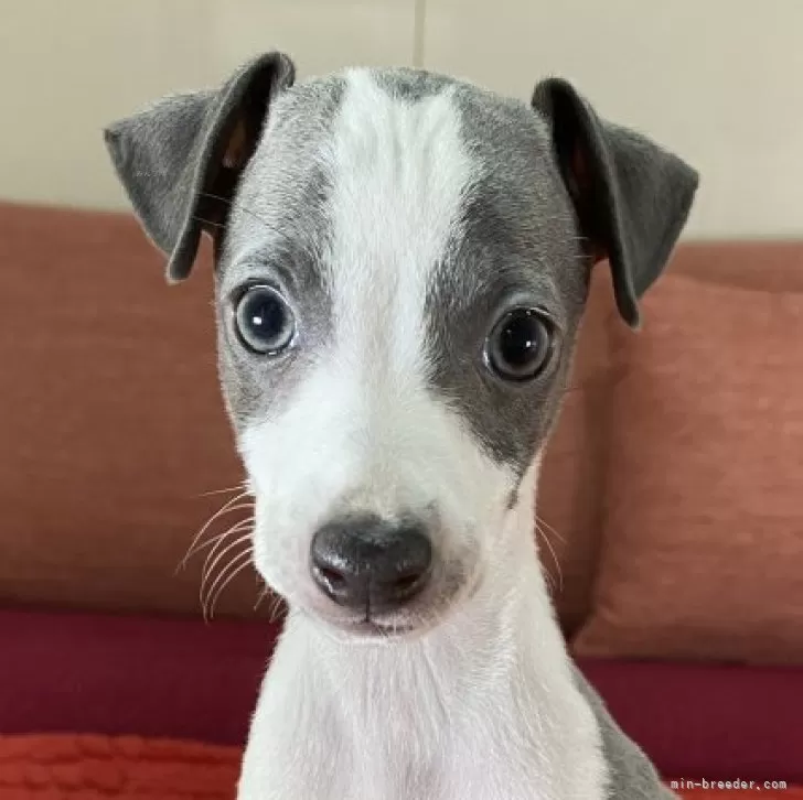 ID:2408-03048の子犬