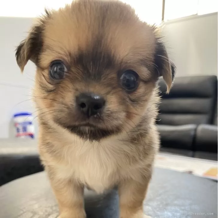 ID：2406-03562の子犬