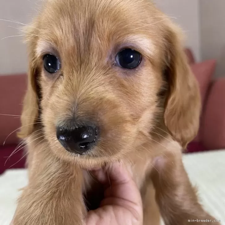 ID：2410-02590の子犬