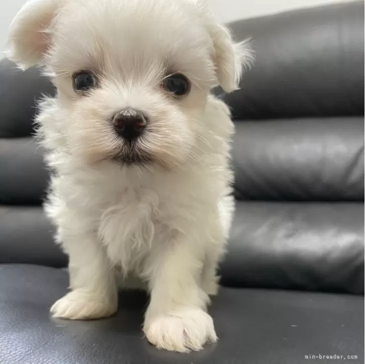 ID：2406-02792の子犬
