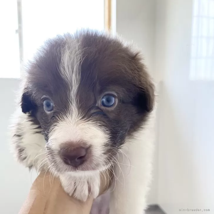 ID：2408-01251の子犬
