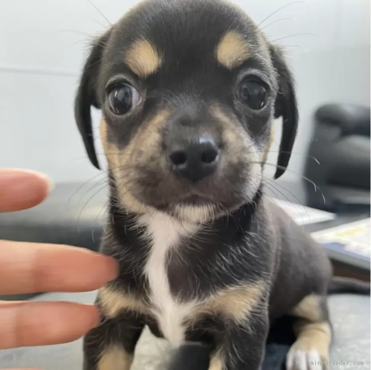 ID:2406-03481の子犬