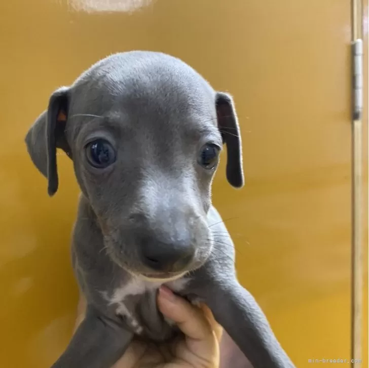 ID:2406-07258の子犬