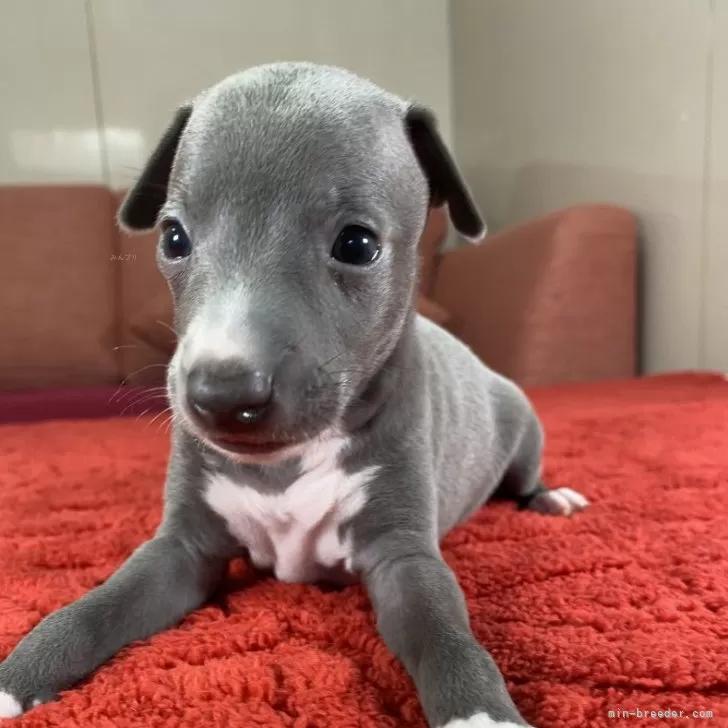 ID:2408-03049の子犬