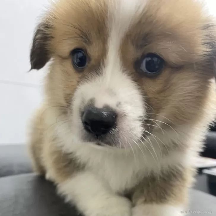 ID:2406-03726の子犬