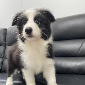 ボーダーコリー【愛知県・男の子・2024年3月12日・ブラック&ホワイト】の写真「訳ありお値打ちです、フルカラーイケメン男の子🩵」