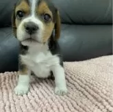 ビーグル【愛知県・女の子・2024年3月25日・ブラックタン&ホワイト】の写真1