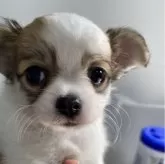 チワワ(ロング)【愛知県・女の子・2024年5月29日・フォーン&ホワイト】の写真1