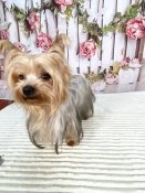 ヨークシャーテリア【・男の子・2023年4月16日・スチールブルー&タン】