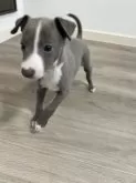 イタリアングレーハウンド【愛知県・男の子・2024年4月4日・ブルー&ホワイト】の写真4