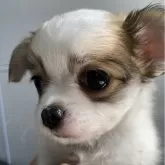 チワワ(ロング)【愛知県・女の子・2024年5月29日・フォーン&ホワイト】の写真5