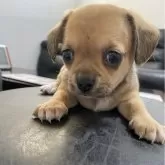 チワックス(チワワ×ダックスフンド)【愛知県・女の子・2024年4月30日・フォーン&ホワイト】の写真5