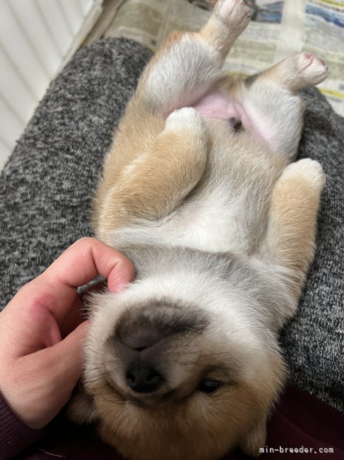 北林　紗月(きたばやし　さつき)ブリーダー(長野県・柴犬など・JKC/日本犬保存会登録)の紹介写真1