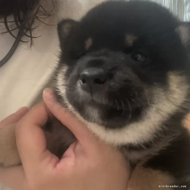 ID：2509-01919の子犬
