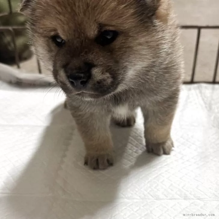 C.K 様のお迎えした子犬